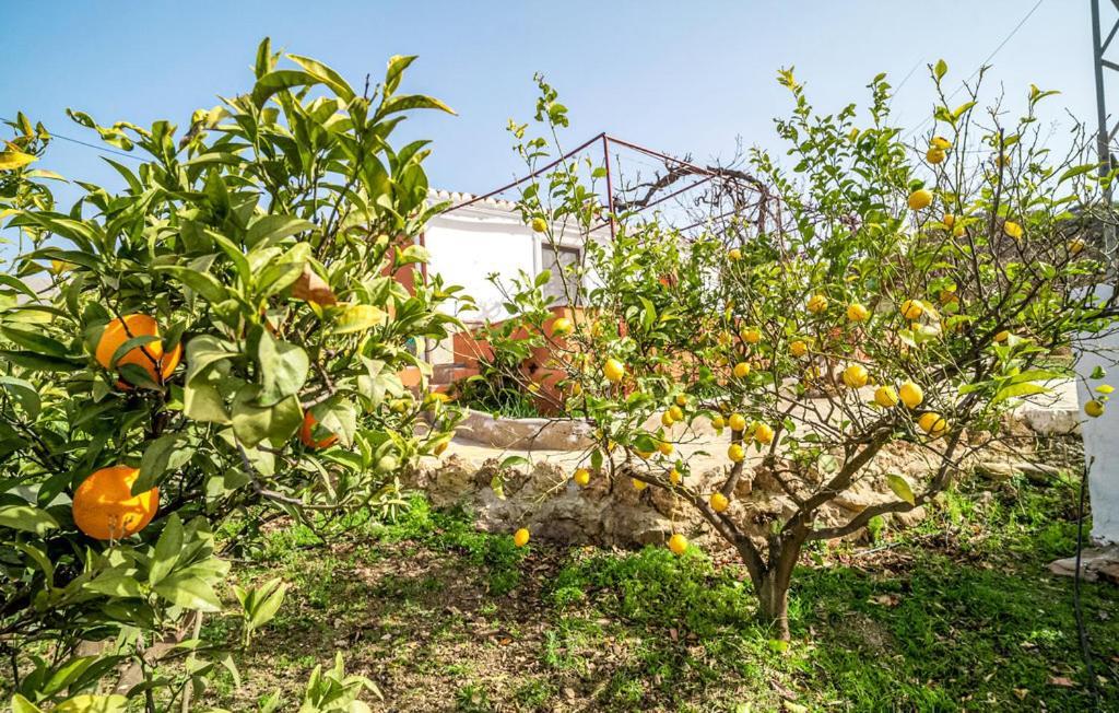 Casa Rural Antonio Y Esperanza Periana エクステリア 写真